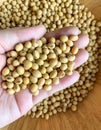 Top view of soybean seeds in hand and a lot of soybean piles Royalty Free Stock Photo