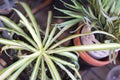 Chlorophytum comosum - Spider Plant top view Royalty Free Stock Photo