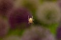 Top view of spider on web with dark background. Royalty Free Stock Photo