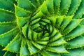 Top View of Spiral Aloe.Aloe polyphylla closeup wiew.