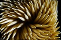 Top view of Spiral Toothpicks in black background. Macro shot of Toothpicks Royalty Free Stock Photo