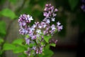 Top view of a sprig of lilac with blooming flowers and green leaves in the background Syringa