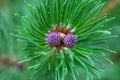 Top view of a sprig of pine with charming young pine cones.