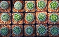 Top view stack of cactus in planting pot Royalty Free Stock Photo