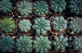 Top view stack of cactus in planting pot