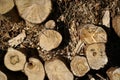 Top view of a stack of tree lumber under the sunlight at daytime