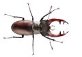 Top view of Stag Beetle