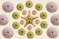 Top view of Starfish and  green and pink Sea urchins shells on Set Sail Champagne background Royalty Free Stock Photo