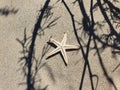 Top view of starfish and herbal shadows on beach sand. Summer background. Copy space, flatlay, lifestyle. Place for text and Royalty Free Stock Photo