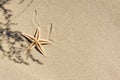 Top view of starfish and shadow from herbs on beach sand. Summer background. Copy space, flatlay, lifestyle. Place for text and Royalty Free Stock Photo