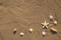 Top view of starfish, shells, and conchs on beach. Sand texture with copy space