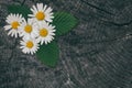 Top view on still life with bouquet of summer wild camomile flowers. Close up of wildflowers on dark vintage wooden table. Rustic Royalty Free Stock Photo