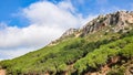 Top view of stone pine forest in Sardinia Italy. Royalty Free Stock Photo