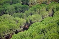 Top view of stone pine forest in Sardinia Italy. Royalty Free Stock Photo