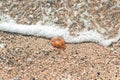 Top view of stranded jellyfish covering by foam of sea water