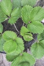 Top view strawberry leaf
