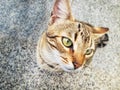 top view of a street cat looking to the camera Royalty Free Stock Photo