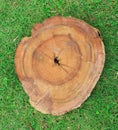Top view stump on bright green grass Royalty Free Stock Photo