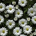 Top view of stunning white daisy flower blossoming in full bloom with delicate petals