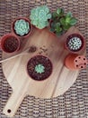 Top view of Succulent Cactus Preparing