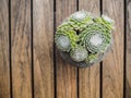 Top view of a succulent cobweb houseleek Royalty Free Stock Photo