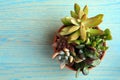 Top view photo bunch of succulent plants Royalty Free Stock Photo