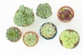 Top view of succulent houseplant pots