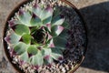 Top view of succulent plant in garden pot Royalty Free Stock Photo