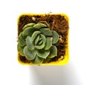 Succulent plant of sedum adolphii on a white background