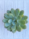 Vertical photo Claire succulent plant Royalty Free Stock Photo