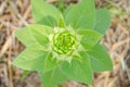 Top view Sunflower bud