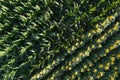 Sunflower and corn field Royalty Free Stock Photo