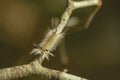 Top view of Sunlit Banded Tussock Moth Caterpillar Crawling