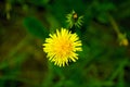 Top view sunny yellow dandelion flower, close up Royalty Free Stock Photo