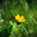 Top view of sunny yellow dandelion flower Royalty Free Stock Photo