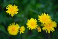 Top view sunny yellow dandelion flowers, close up Royalty Free Stock Photo
