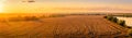Top view of a sunset or sunrise in an agricultural field with ears of young golden rye. Rural panorama Royalty Free Stock Photo