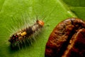 Top view super macro photo of small caterpillar on green leaf with coffee beans for compare size. Animal wildlife concept Royalty Free Stock Photo