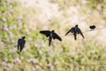 Top view of swallow birds. Royalty Free Stock Photo