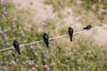 Top view of swallow birds. Royalty Free Stock Photo