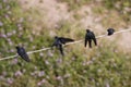 Top view of swallow birds. Royalty Free Stock Photo