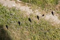 Top view of swallow birds. Royalty Free Stock Photo