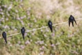 Top view of swallow birds. Royalty Free Stock Photo