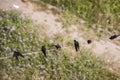 Top view of swallow birds. Royalty Free Stock Photo