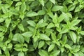 Sweet Basil leaves in the garden background. Green basil leaf agriculture . Ocimum basilicum Linn. ( LABIATAE )