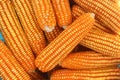 Top view, sweet corns in harvest season Royalty Free Stock Photo