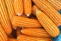 Top view, sweet corns in harvest season Royalty Free Stock Photo