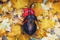 Top view on sweet portrait of look away dog Dachshund breed, black and tan, in a red and black wear sweater sits among the yello