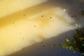 Tadpoles swimming in the water Royalty Free Stock Photo