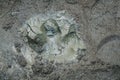 Top view of tapir pawprint